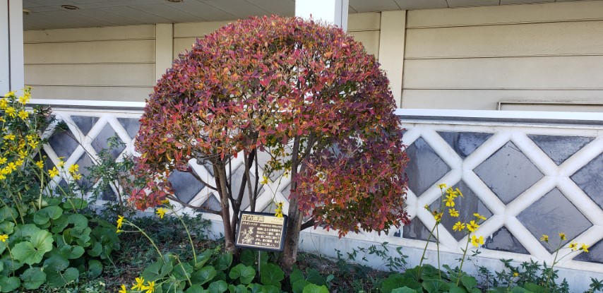 Enkianthus perulatus plantplacesimage20181208_085117.jpg