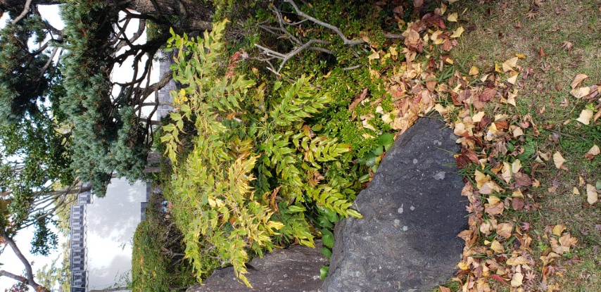 Mahonia aquifolium plantplacesimage20181208_090413.jpg