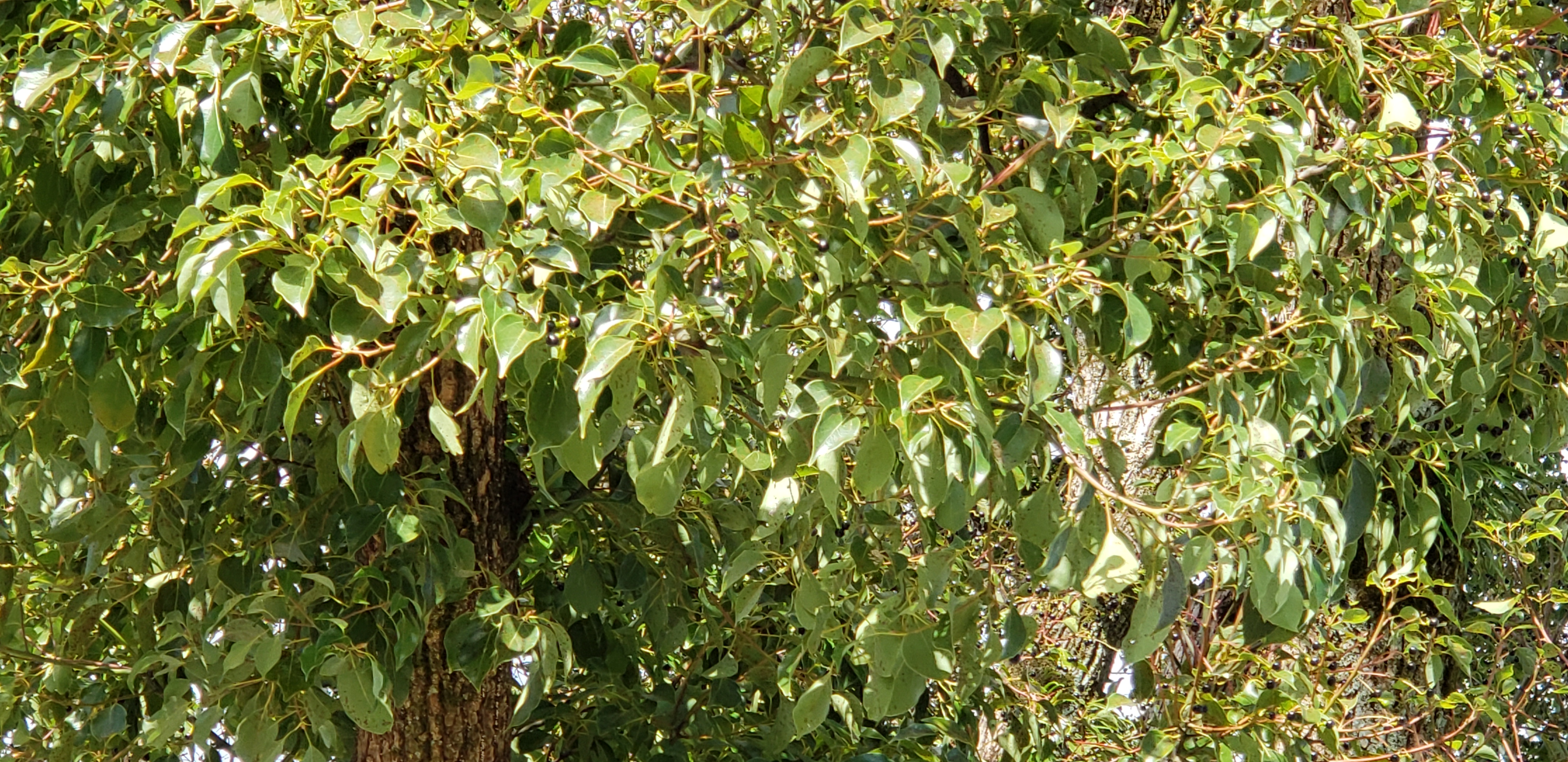 Cinnamomum camphora plantplacesimage20181208_090817.jpg