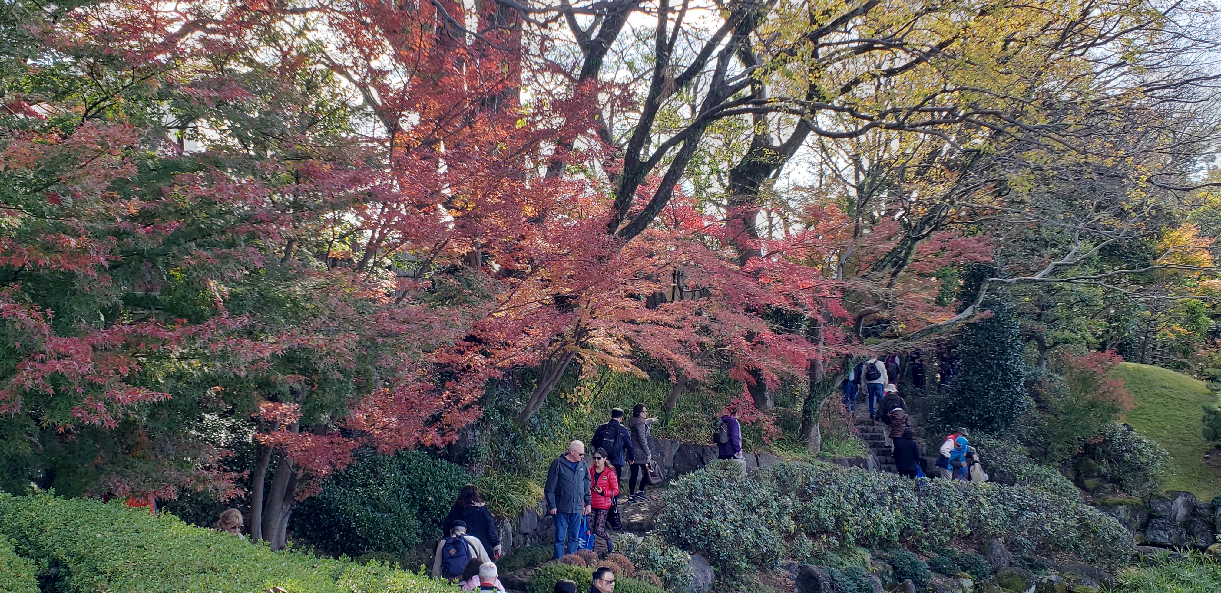 Acer palmatum plantplacesimage20181208_091950.jpg