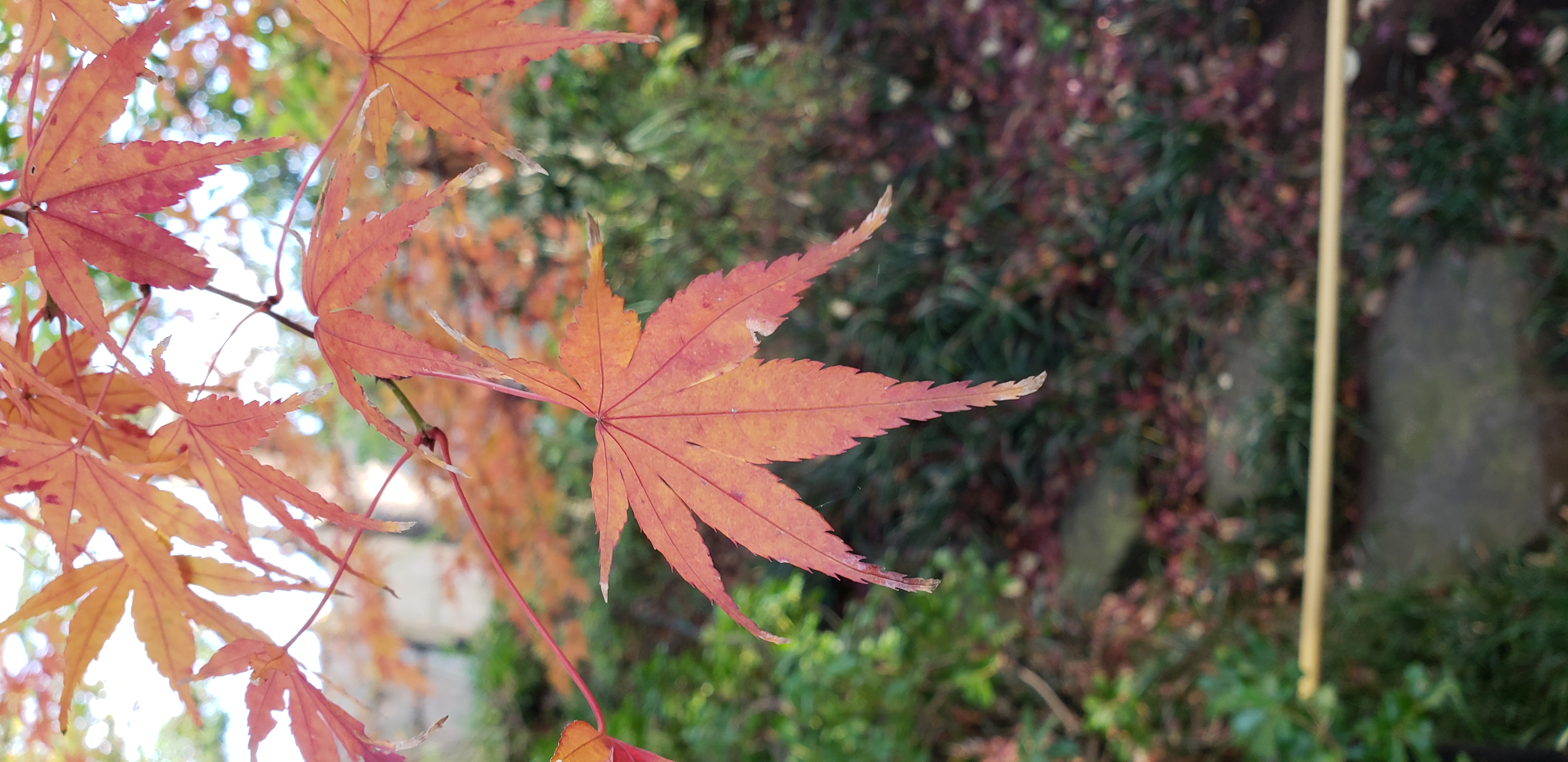 Acer palmatum plantplacesimage20181208_092047.jpg