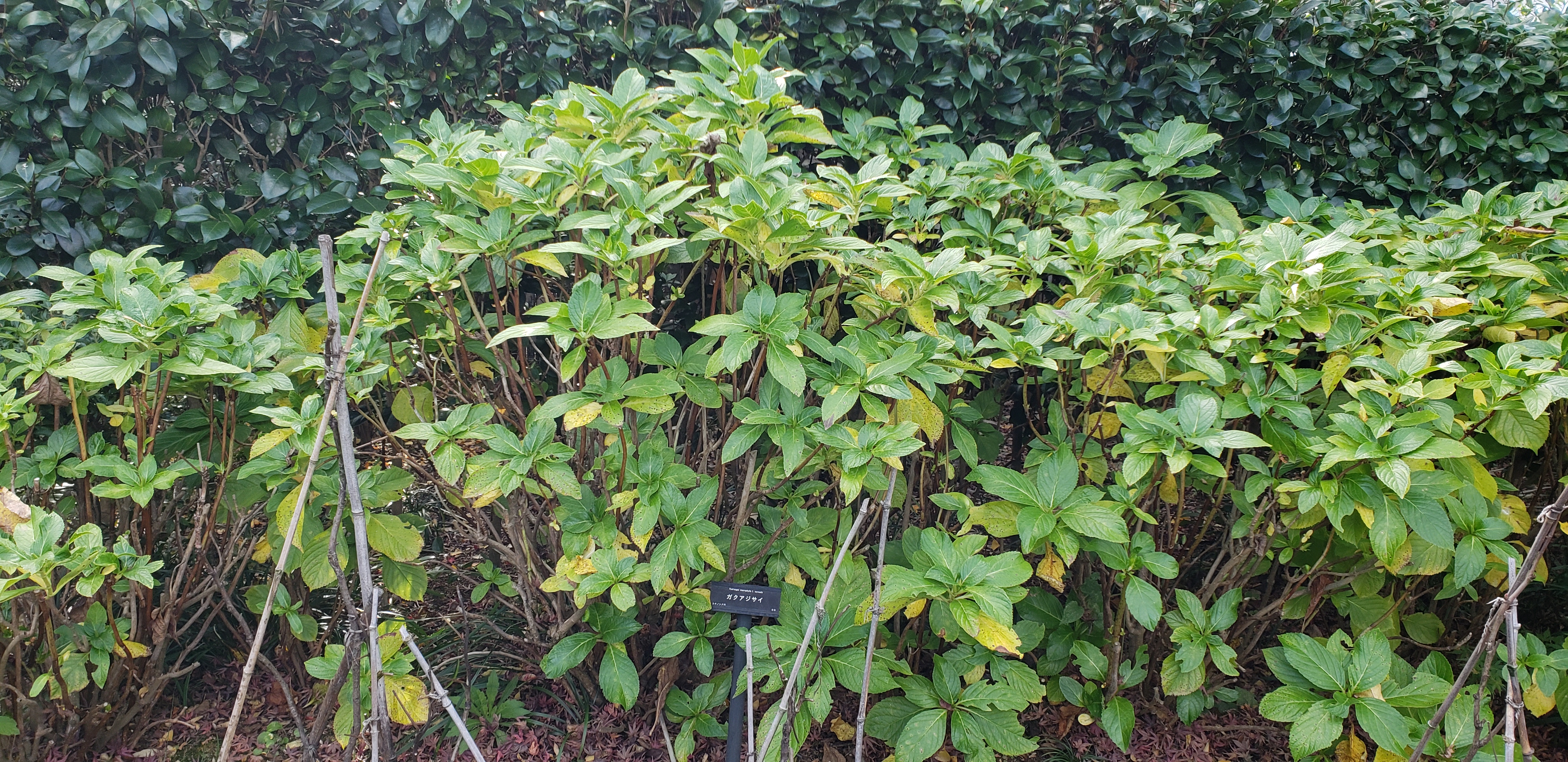 Hydrangea macrophylla plantplacesimage20181208_092604.jpg