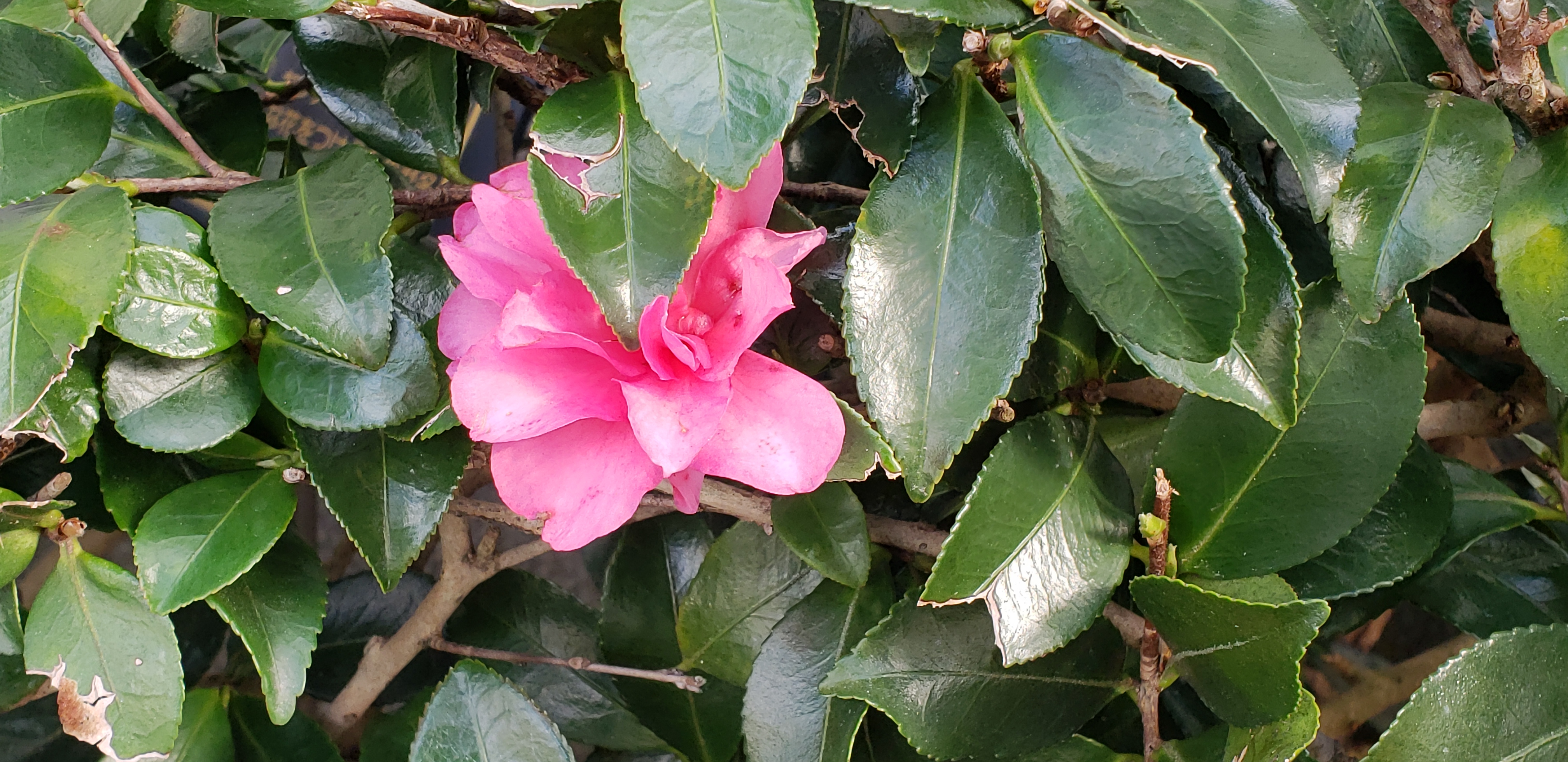 Camellia x hiemalis plantplacesimage20181208_093405.jpg