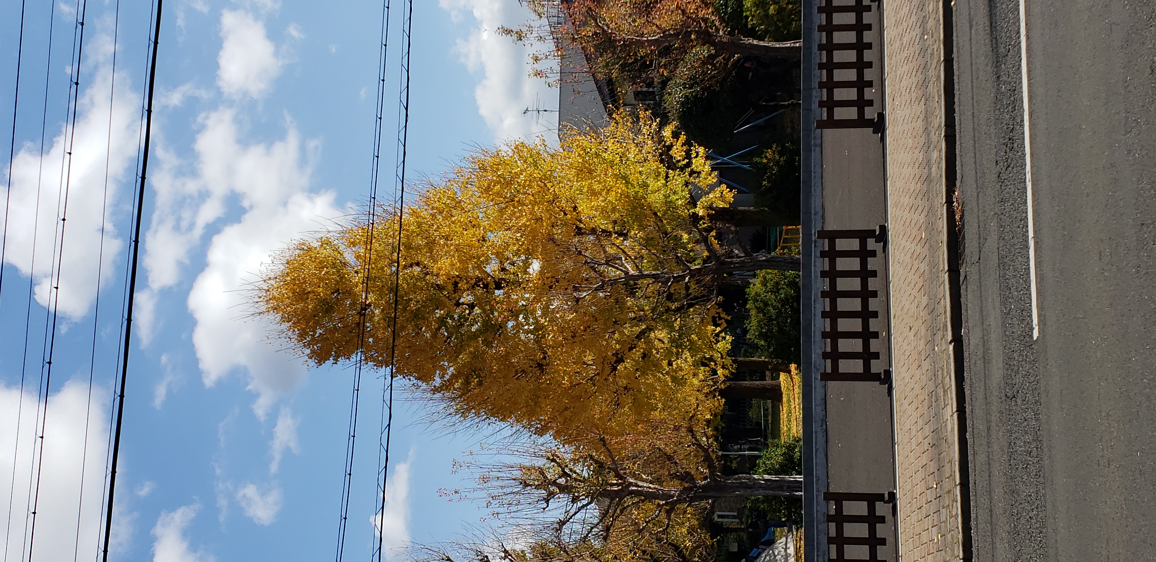 Ginkgo biloba plantplacesimage20181208_101543.jpg