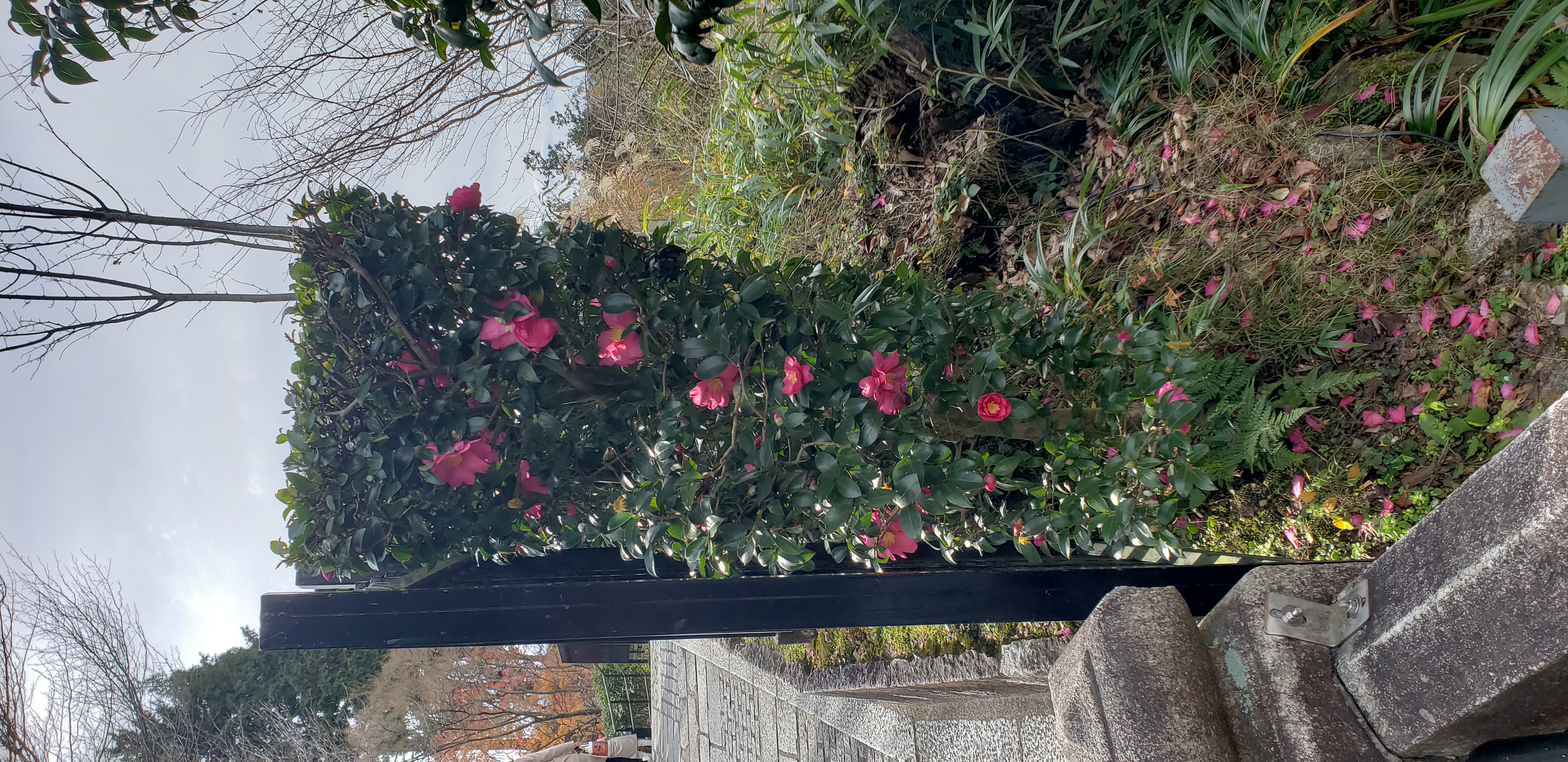 Camellia sasanqua plantplacesimage20181209_104516.jpg