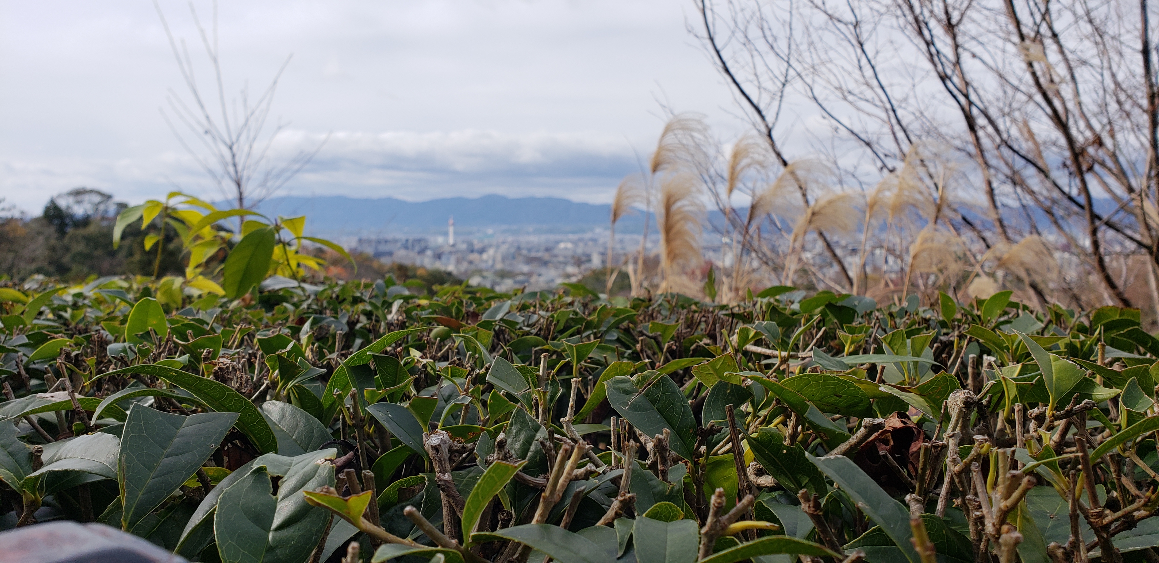 Camellia sasanqua plantplacesimage20181209_104530.jpg