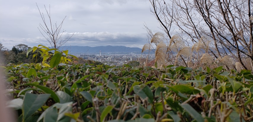 Camellia sasanqua plantplacesimage20181209_104600.jpg