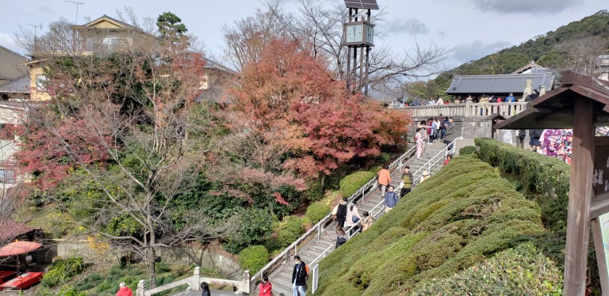 Acer palmatum plantplacesimage20181209_110153.jpg