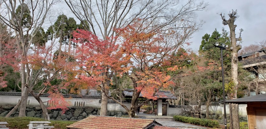 Acer palmatum plantplacesimage20181209_121131.jpg