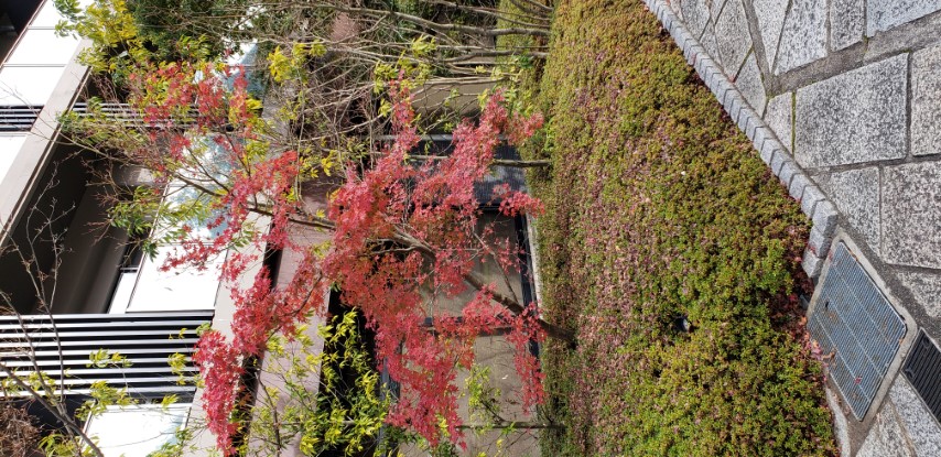 Acer palmatum plantplacesimage20181209_121159.jpg