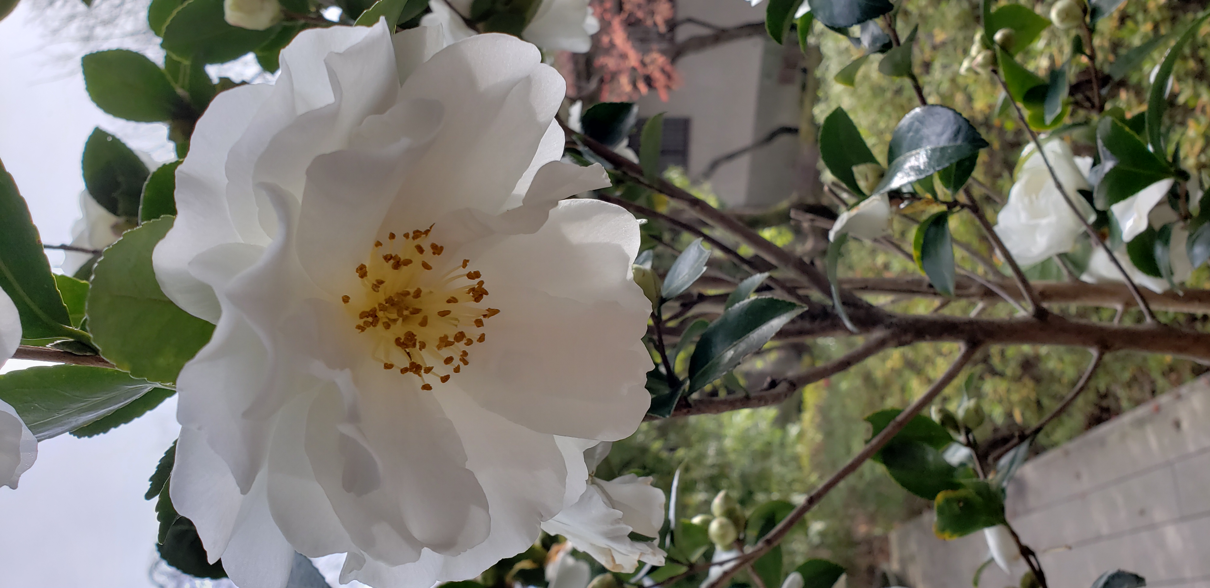 Camellia sasanqua plantplacesimage20181209_121244.jpg