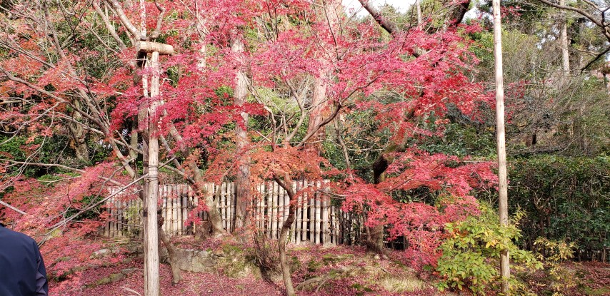 Acer palmatum plantplacesimage20181209_133221.jpg