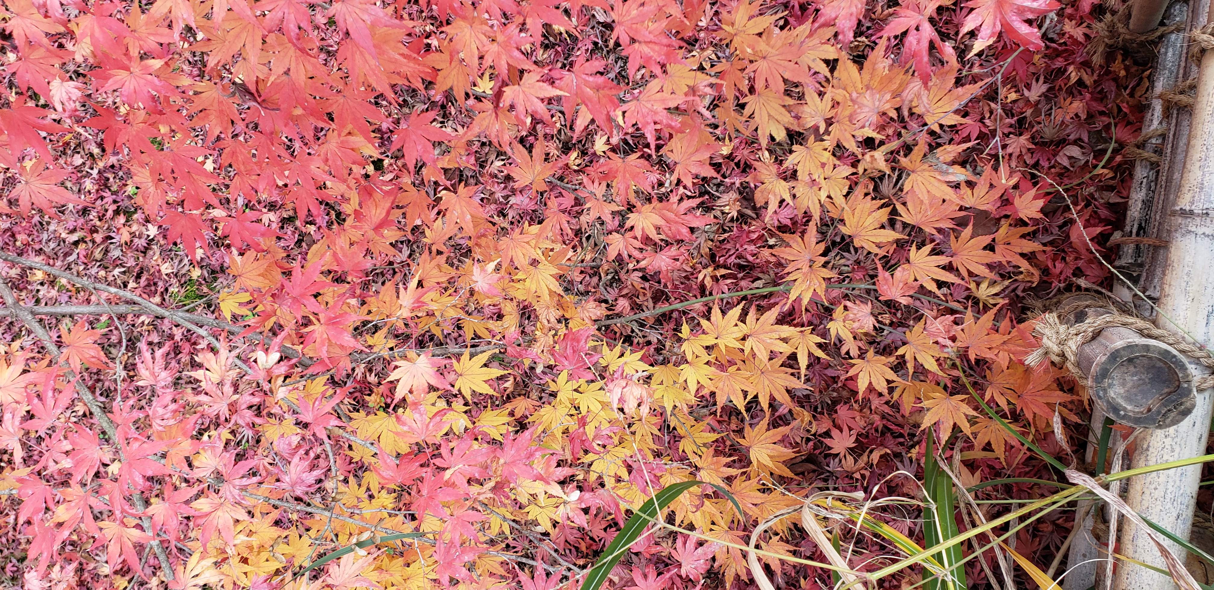 Acer palmatum plantplacesimage20181209_133249.jpg