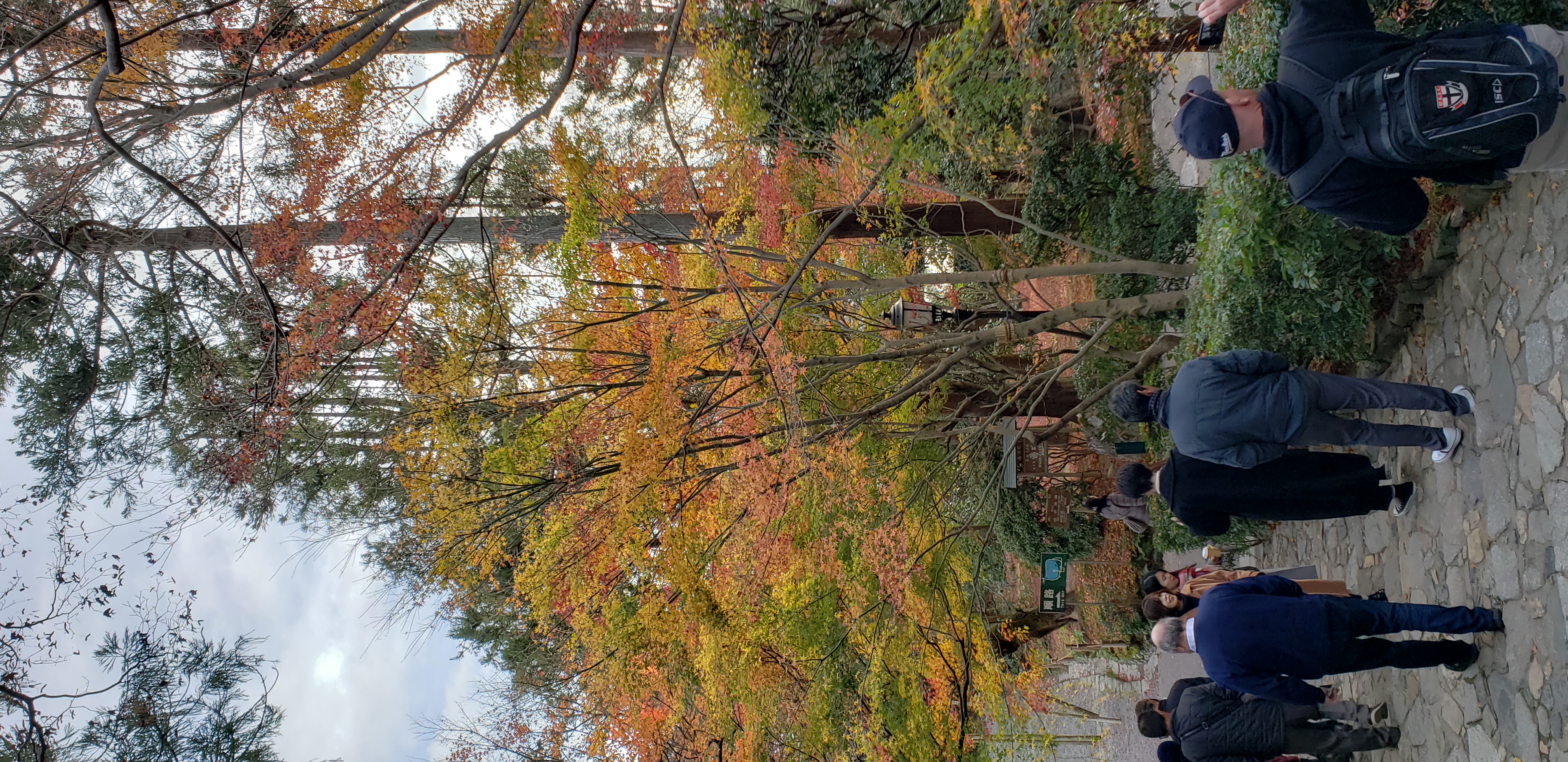 Acer palmatum plantplacesimage20181209_134538.jpg