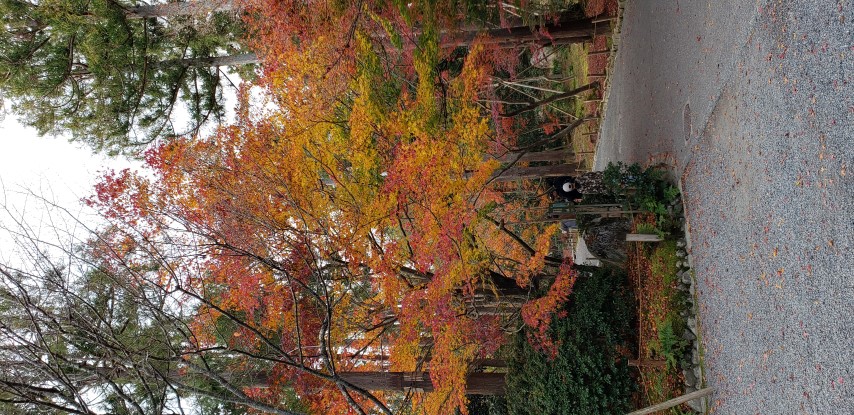 Acer palmatum plantplacesimage20181209_134636.jpg