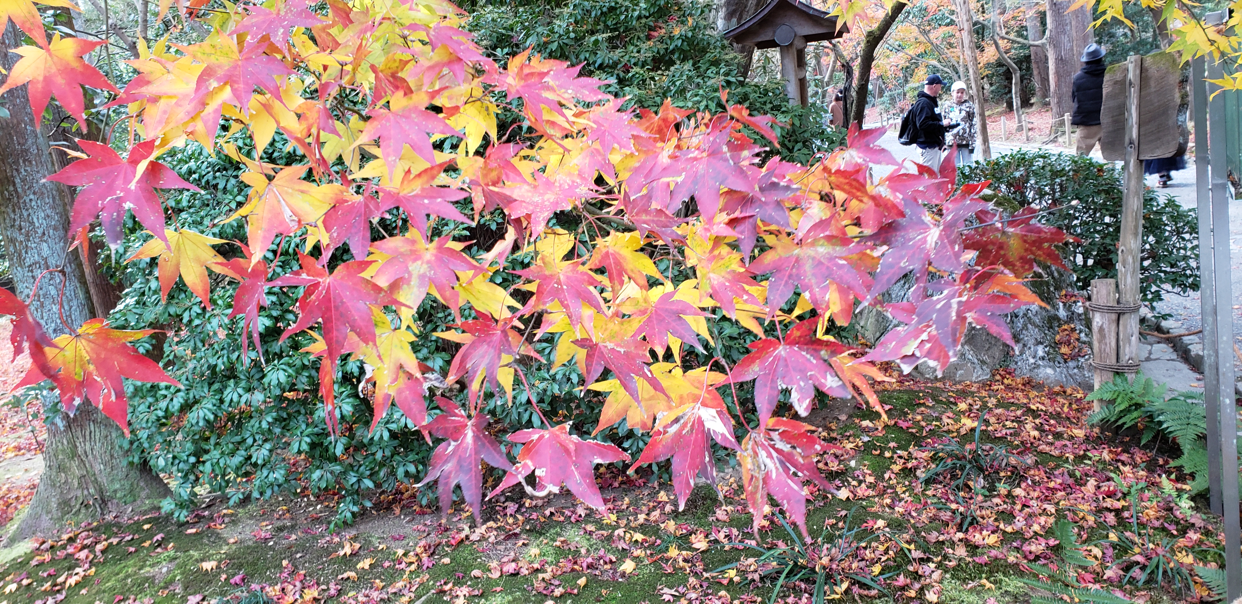 Acer palmatum plantplacesimage20181209_134654.jpg