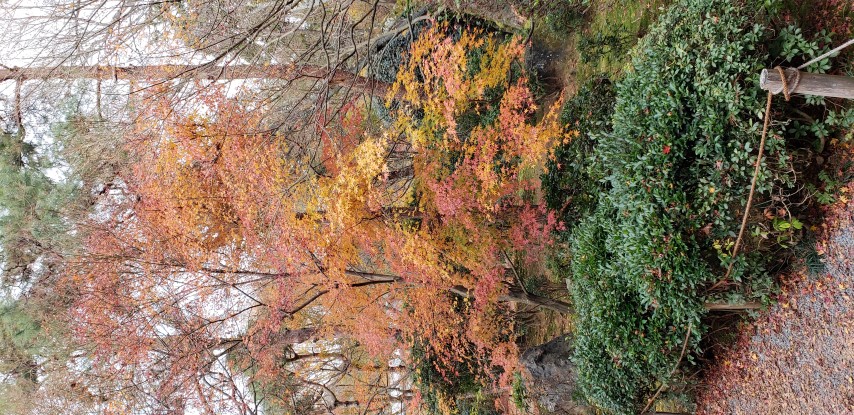 Acer palmatum plantplacesimage20181209_135338.jpg