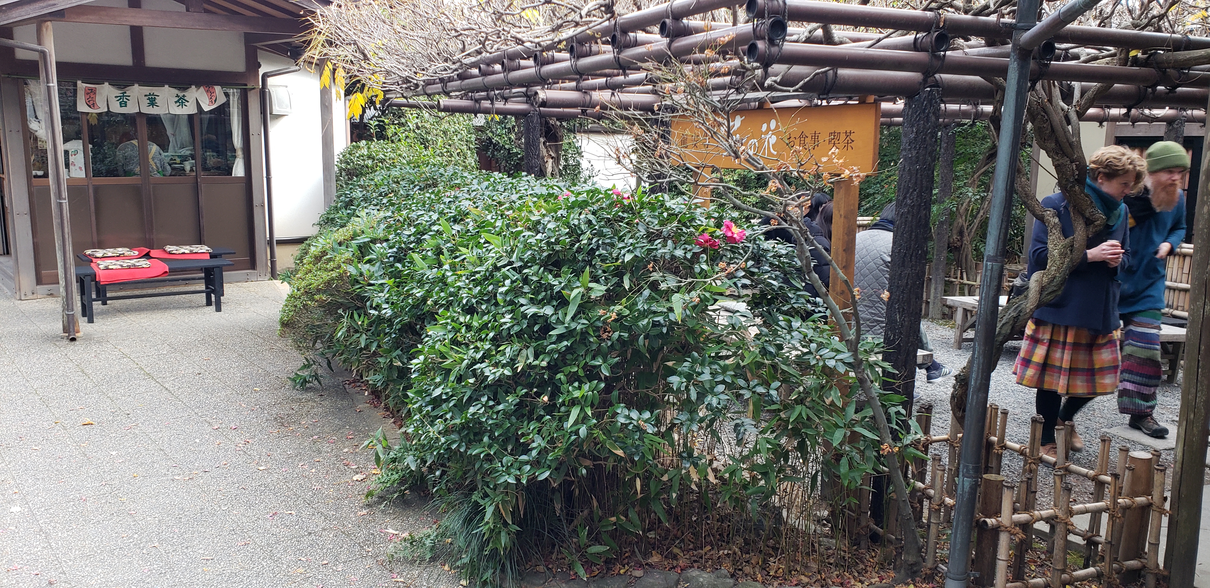 Camellia sasanqua plantplacesimage20181209_140523.jpg