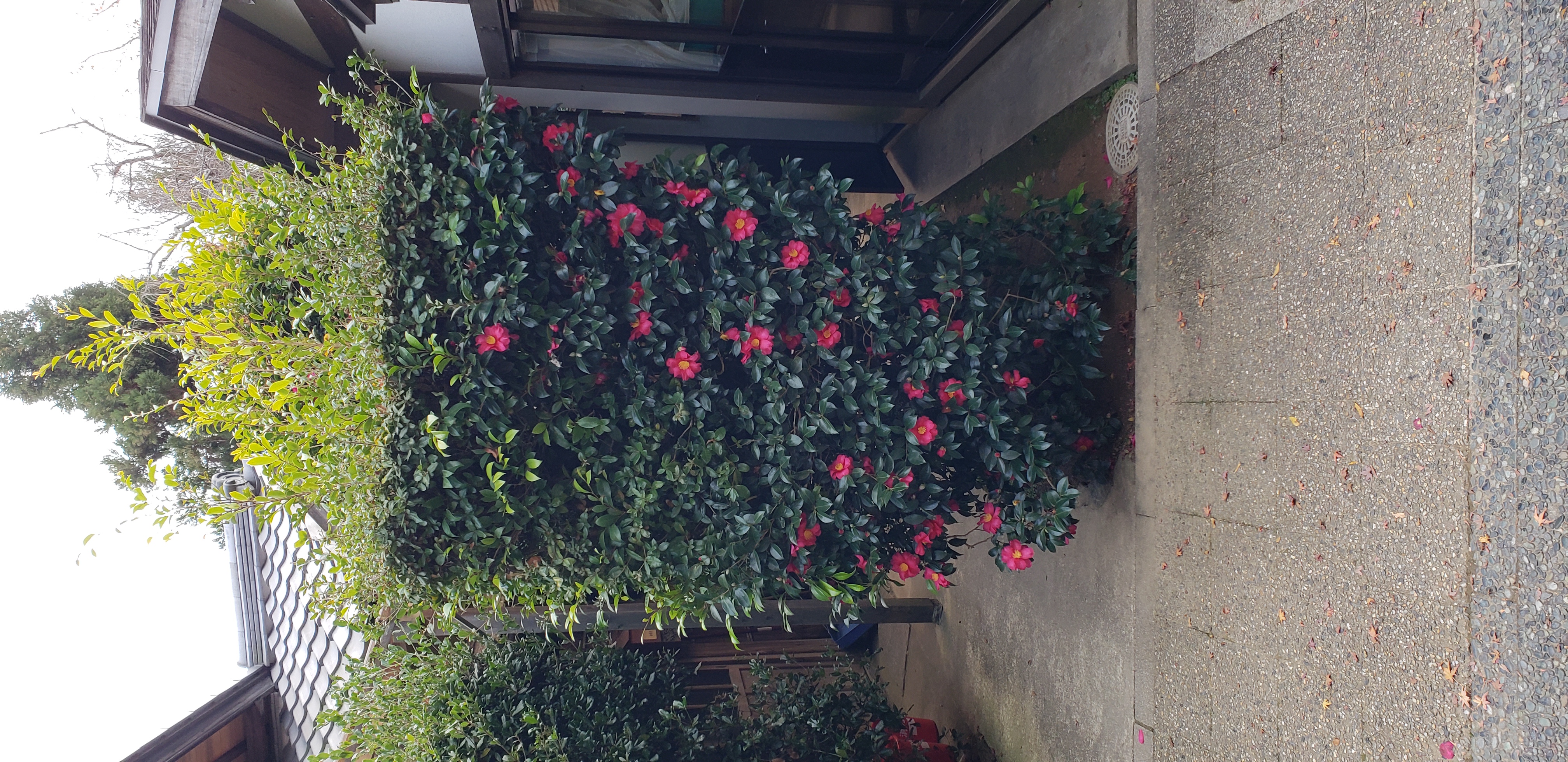 Camellia sasanqua plantplacesimage20181209_140617.jpg