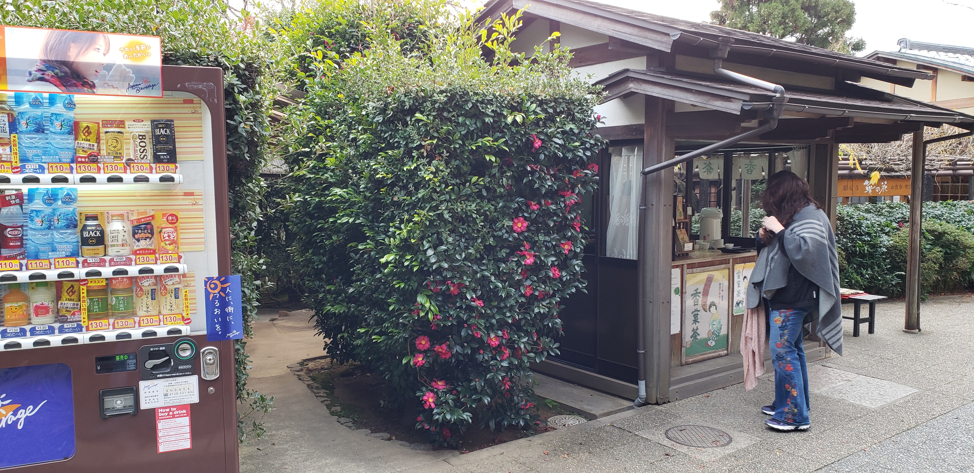 Camellia sasanqua plantplacesimage20181209_140625.jpg