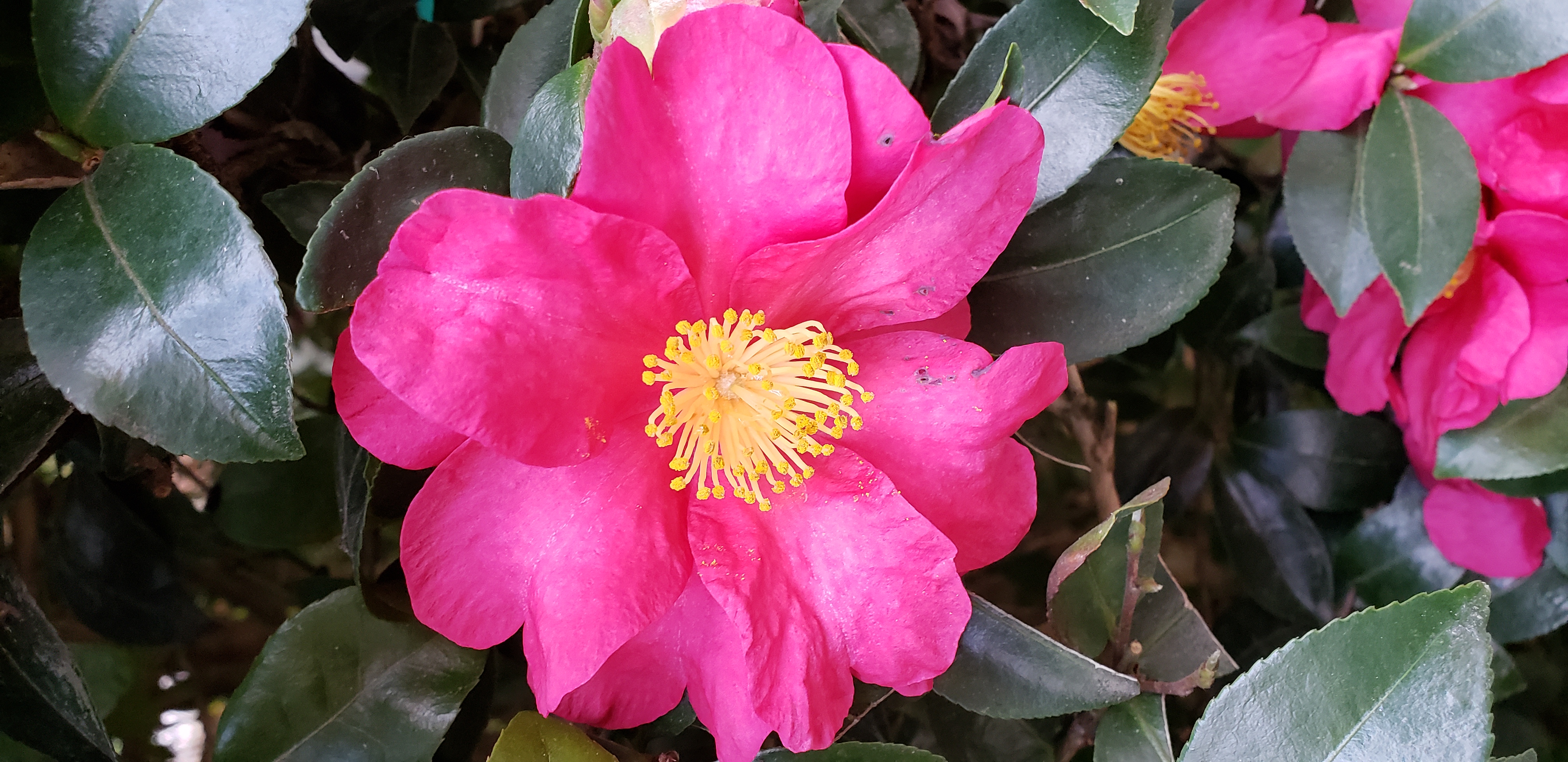 Camellia sasanqua plantplacesimage20181209_140635.jpg