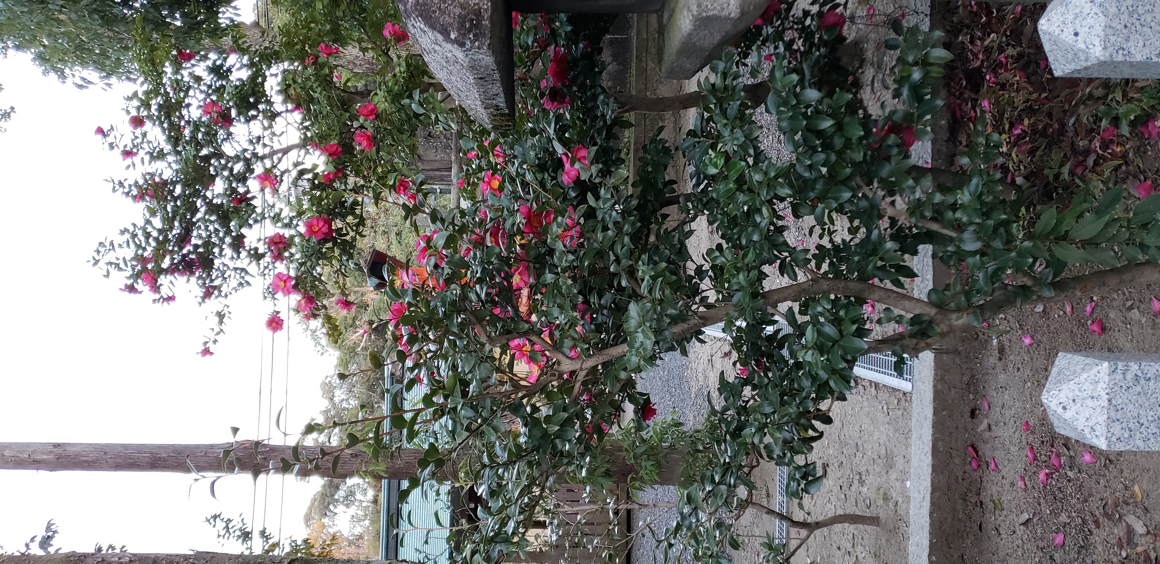 Camellia sasanqua plantplacesimage20181209_154429.jpg