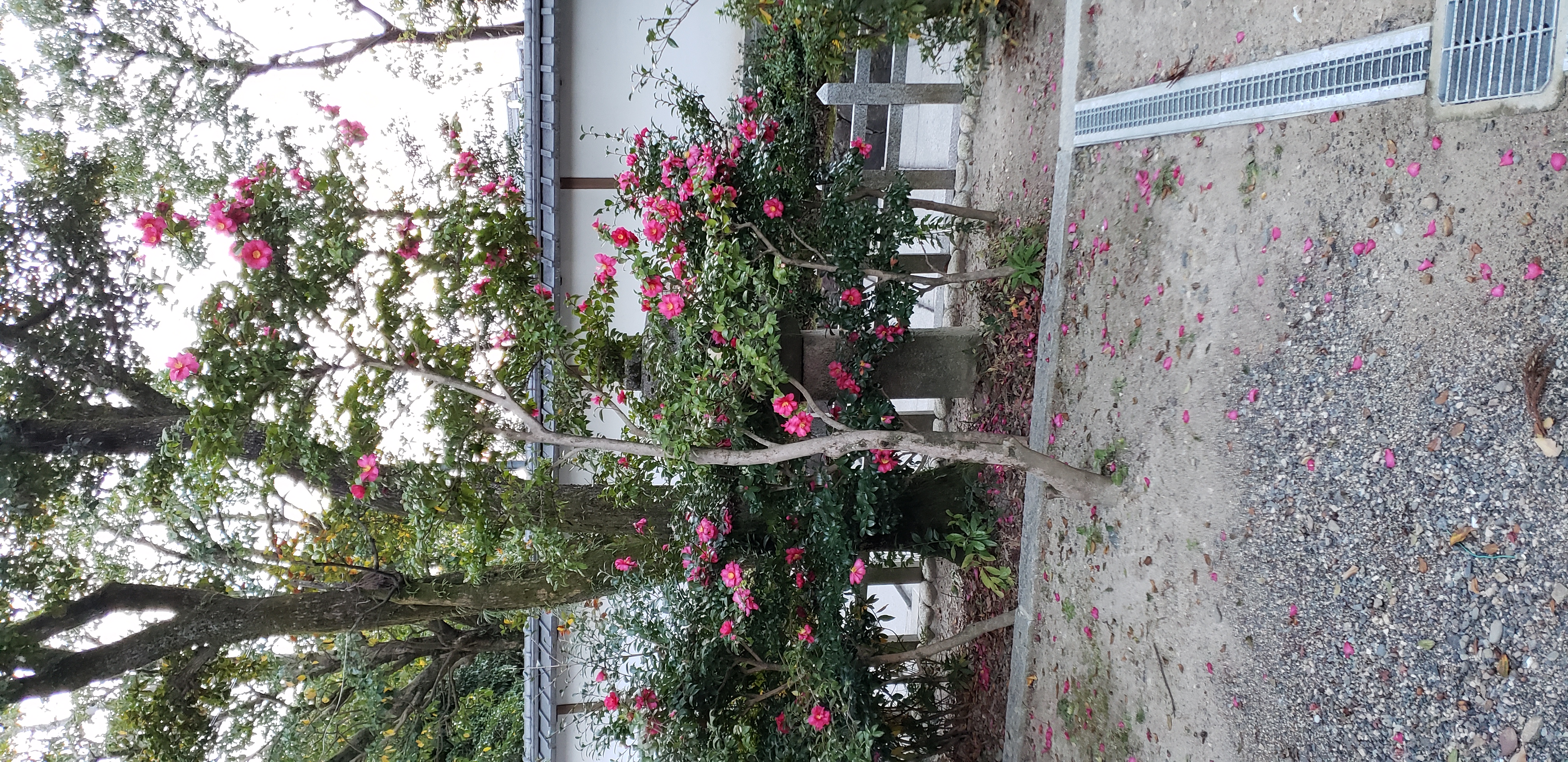 Camellia sasanqua plantplacesimage20181209_154549.jpg