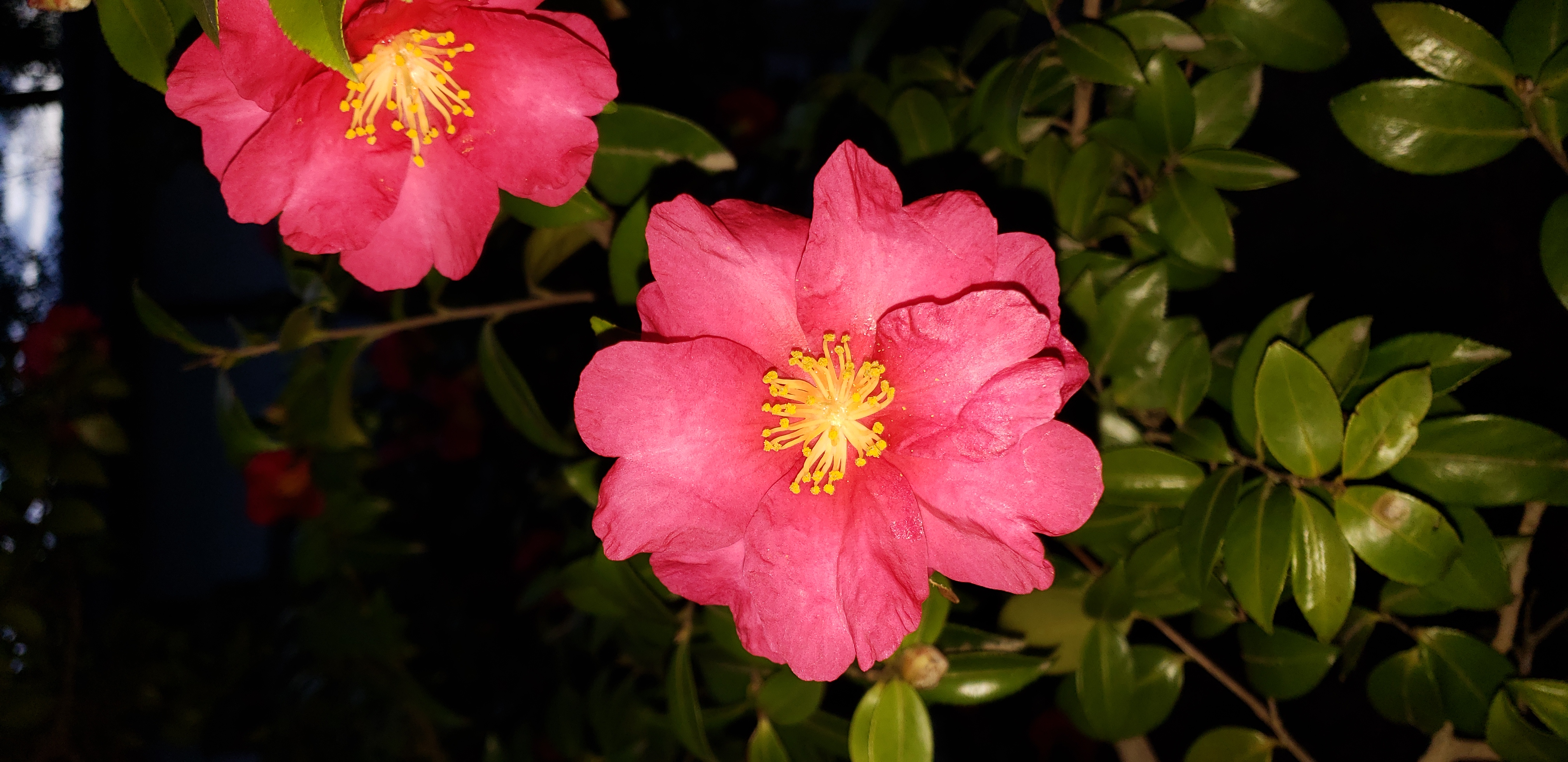 Camellia sasanqua plantplacesimage20181209_154559.jpg