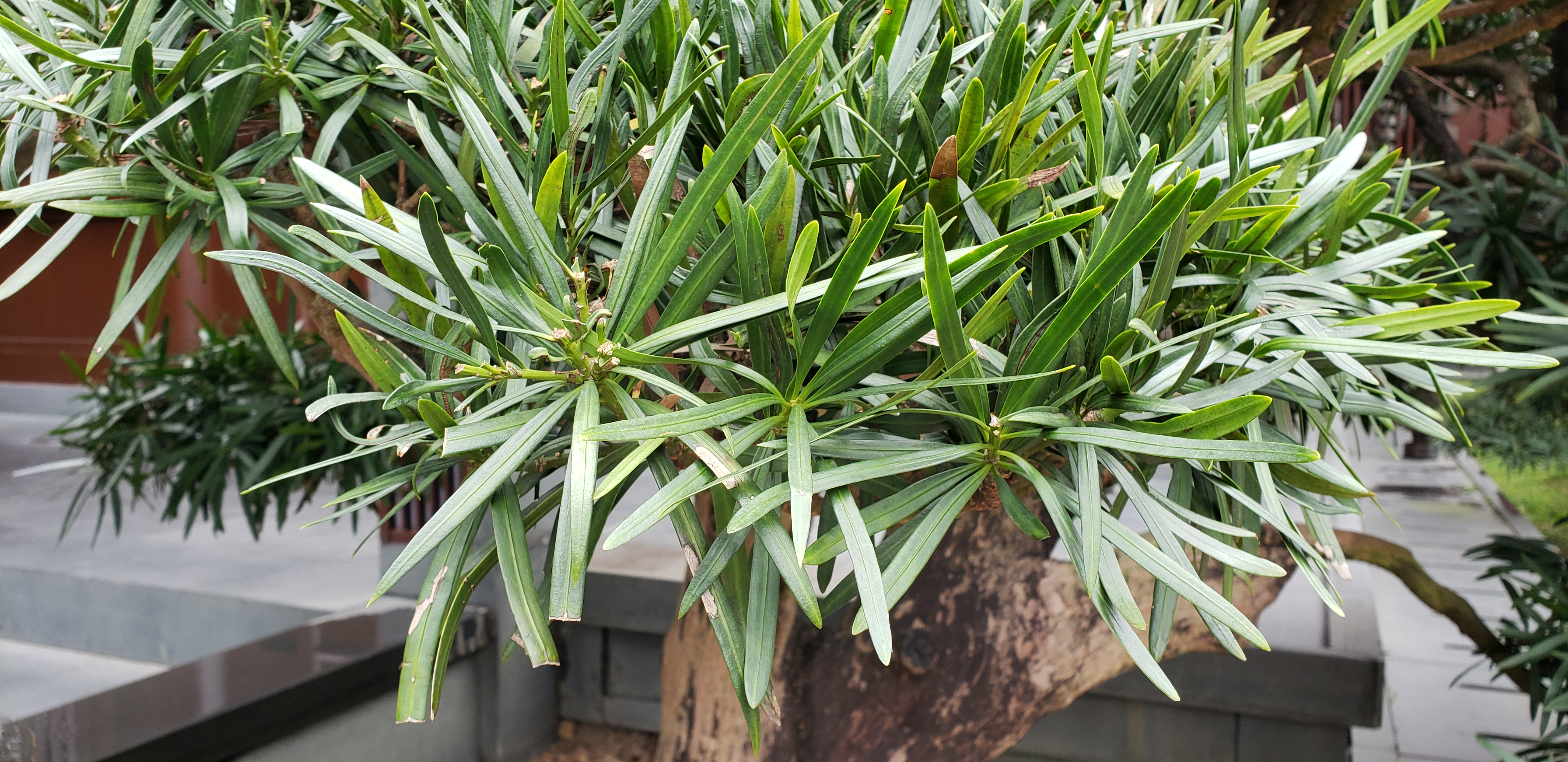 Podocarpus macrophyllus plantplacesimage20181214_093734.jpg