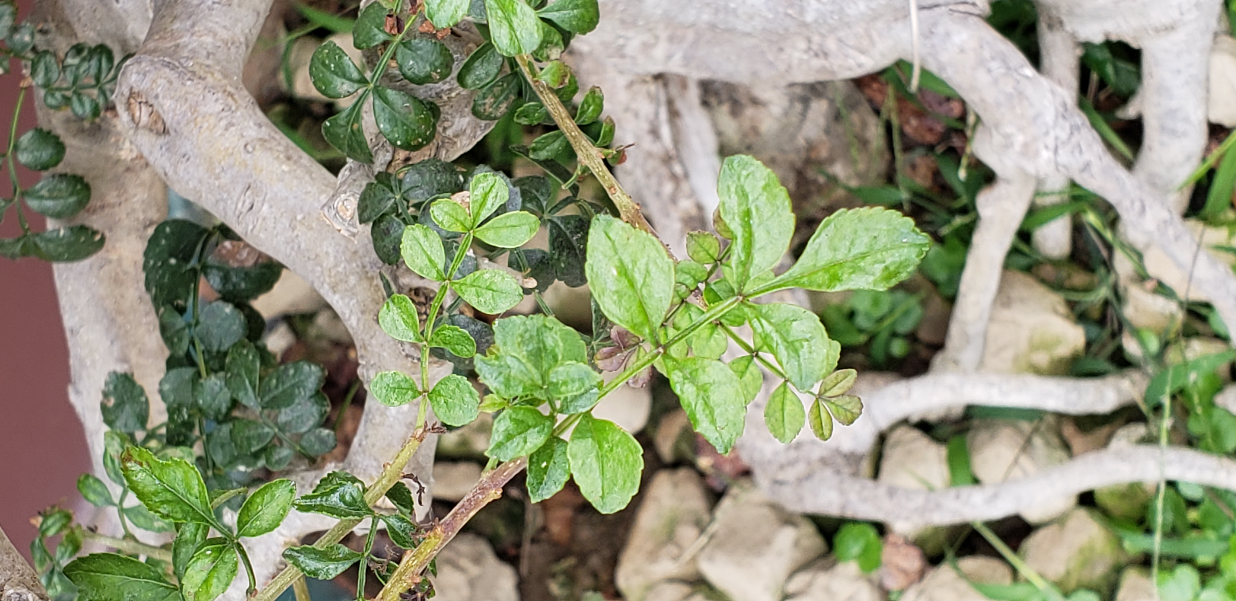 Fraxinus hupehensis plantplacesimage20181214_094528.jpg