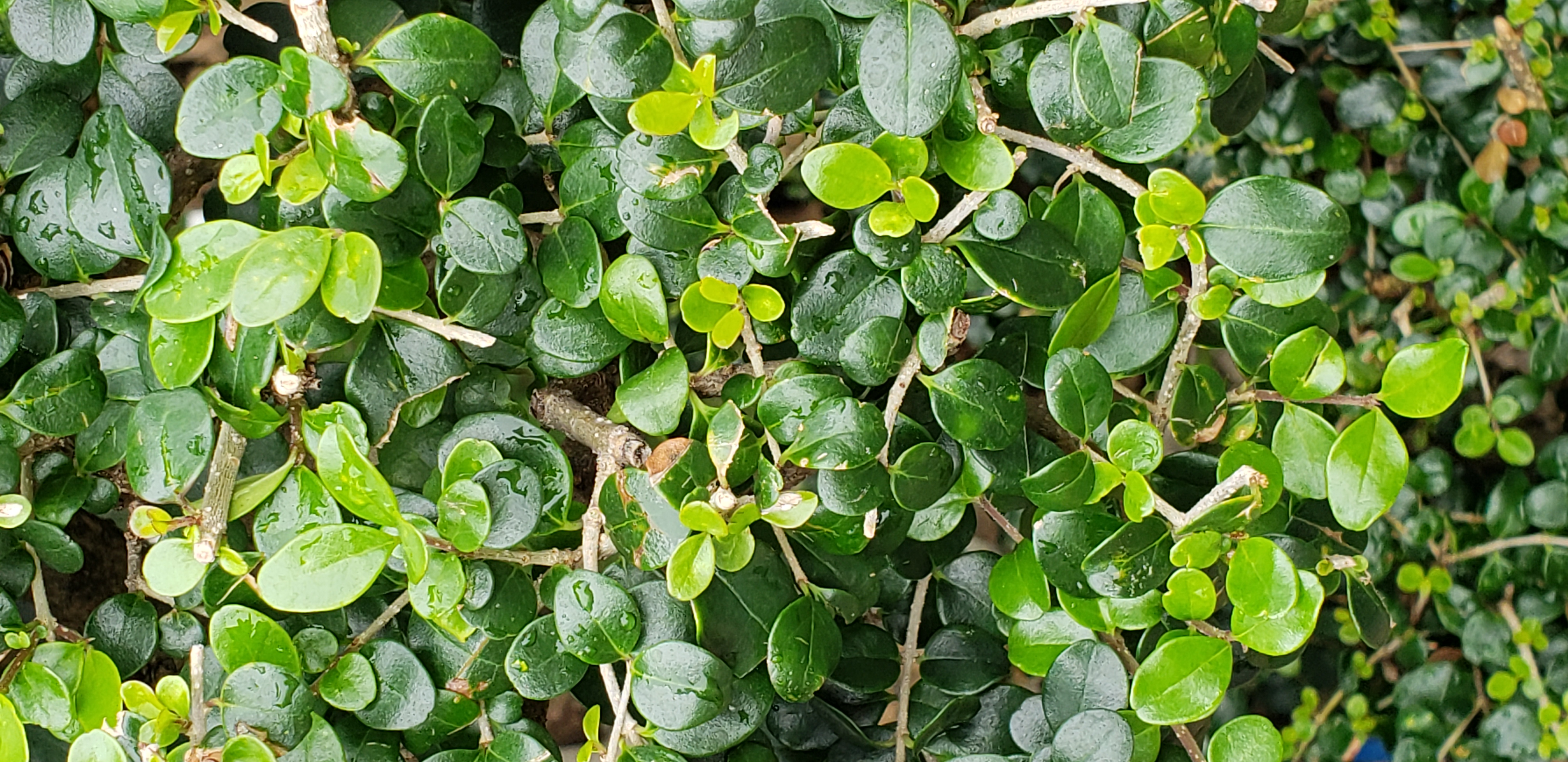 Ligustrum retusum plantplacesimage20181214_100639.jpg