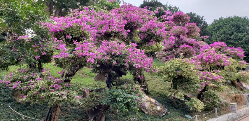 Bougainvillea glabra plantplacesimage20181214_101343.jpg