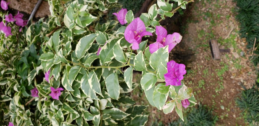 Bougainvillea glabra plantplacesimage20181214_101355.jpg