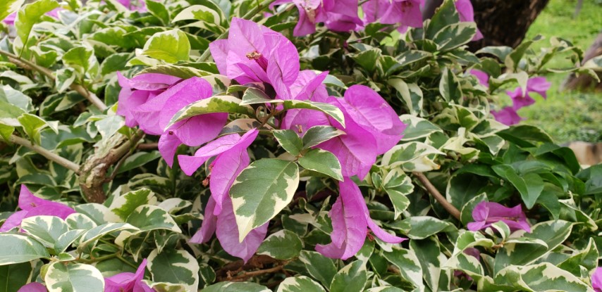 Bougainvillea glabra plantplacesimage20181214_101405.jpg