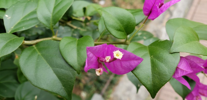 Bougainvillea glabra plantplacesimage20181214_101422.jpg