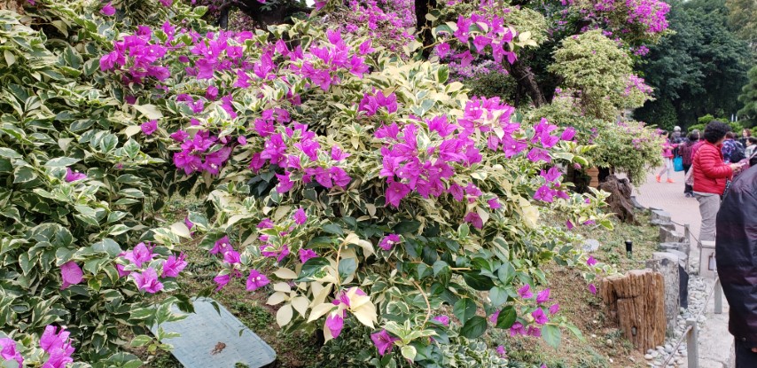 Bougainvillea glabra plantplacesimage20181214_101604.jpg