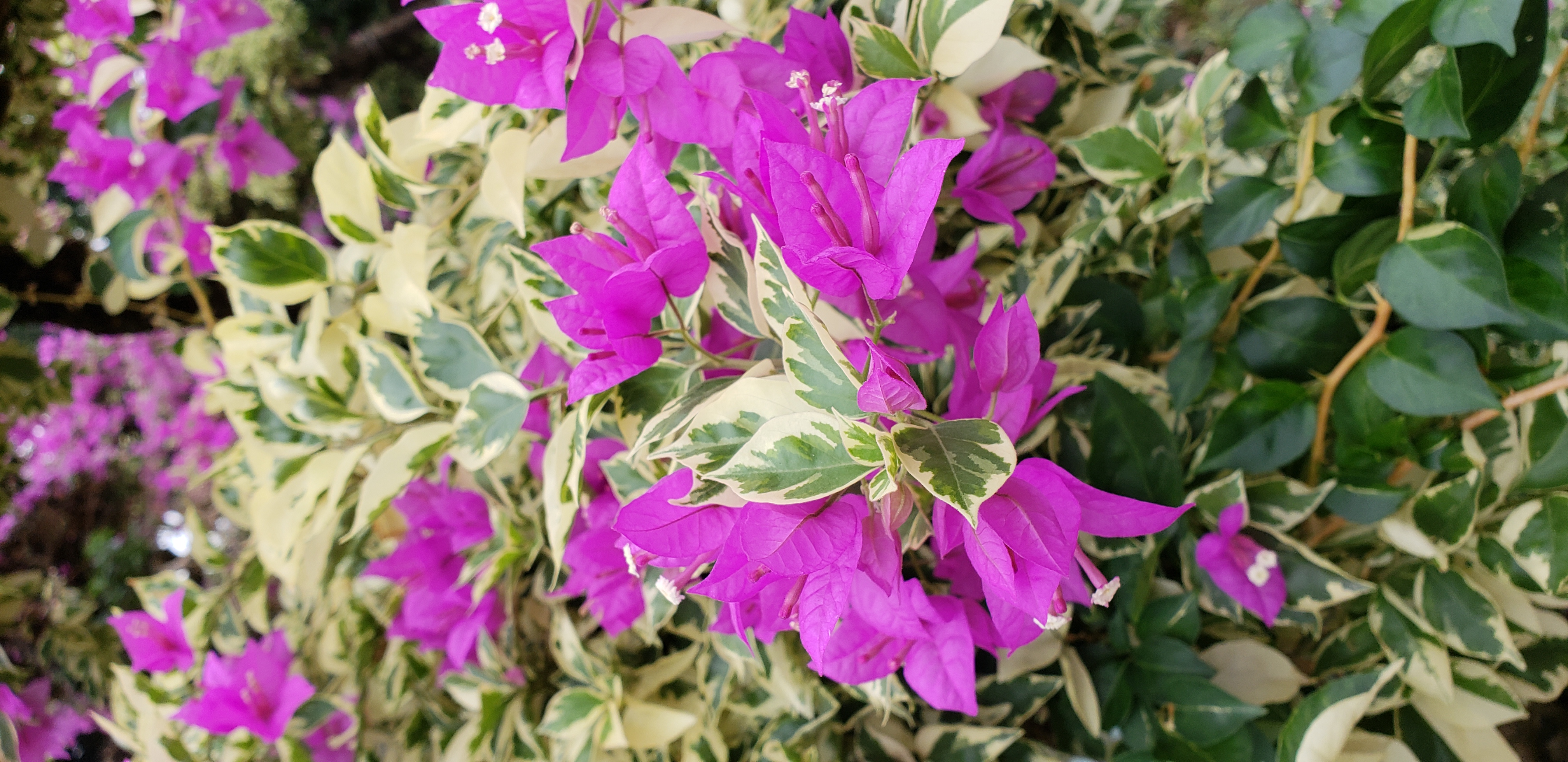 Bougainvillea glabra plantplacesimage20181214_101616.jpg