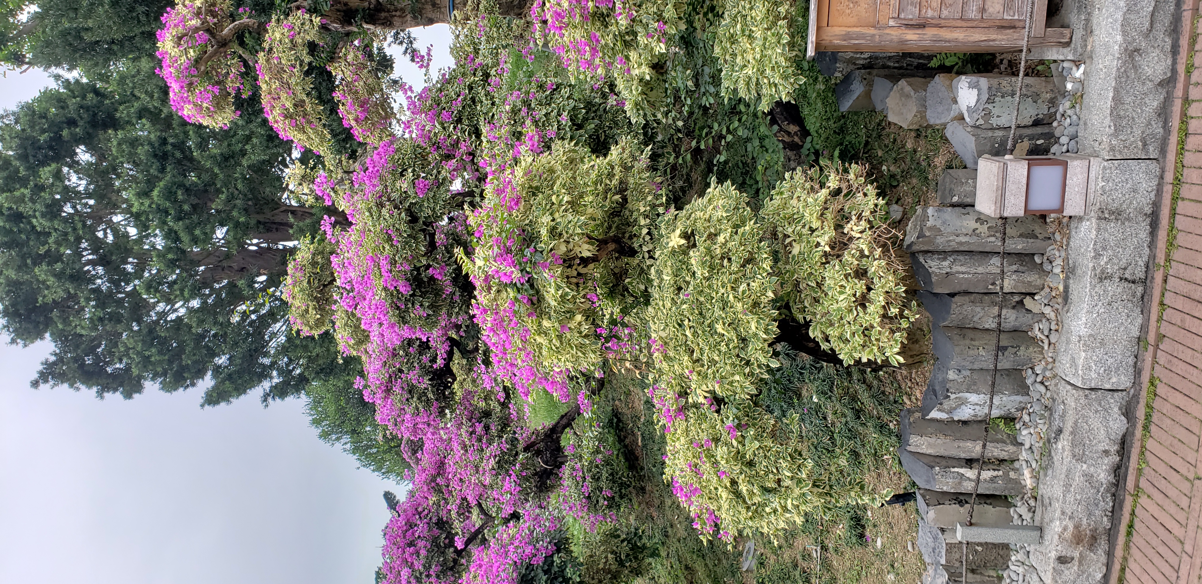 Bougainvillea glabra plantplacesimage20181214_101722.jpg
