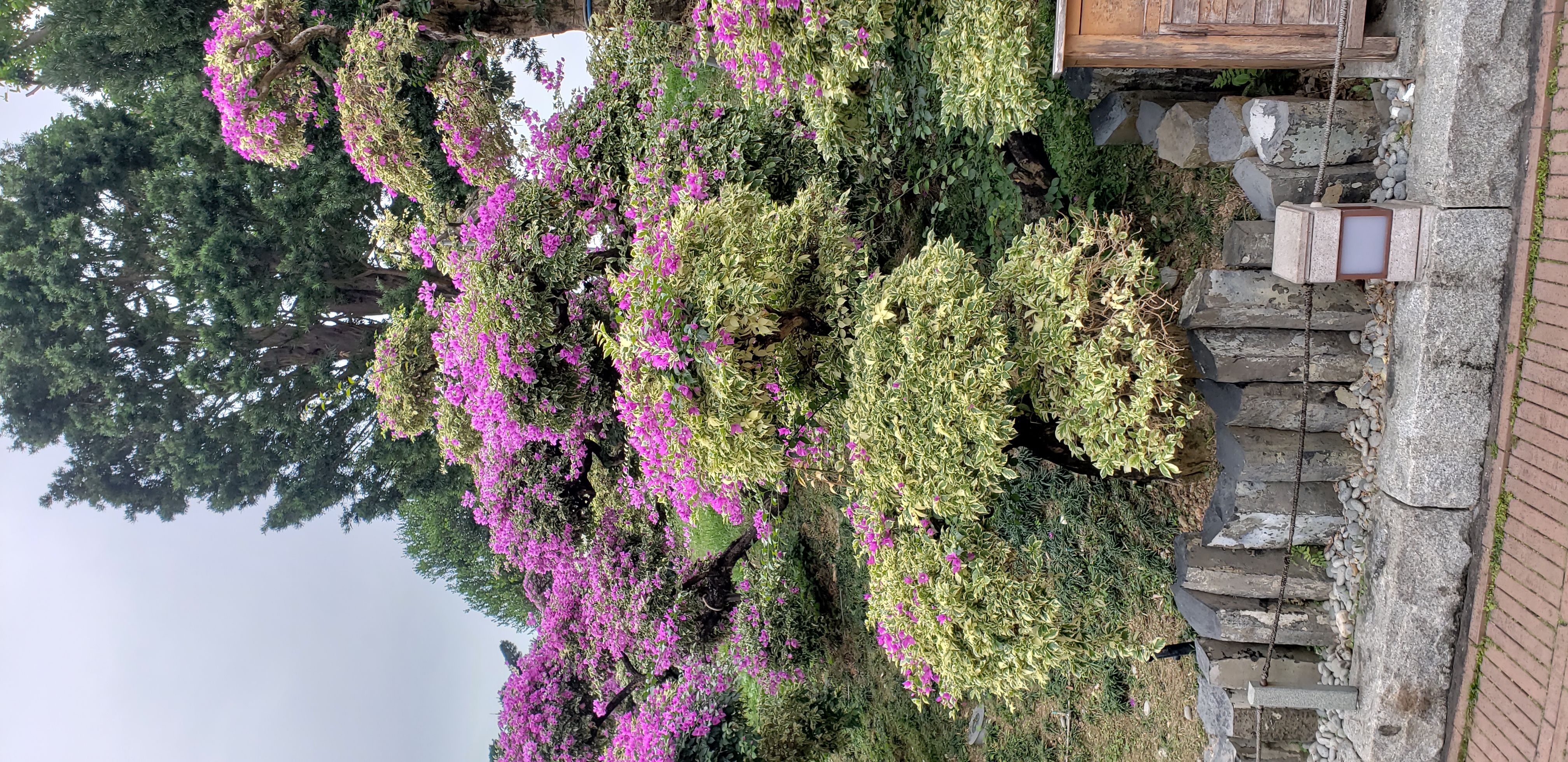 Bougainvillea glabra plantplacesimage20181214_101722.jpg