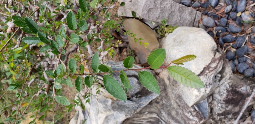 Ulmus pumila plantplacesimage20181214_102708.jpg