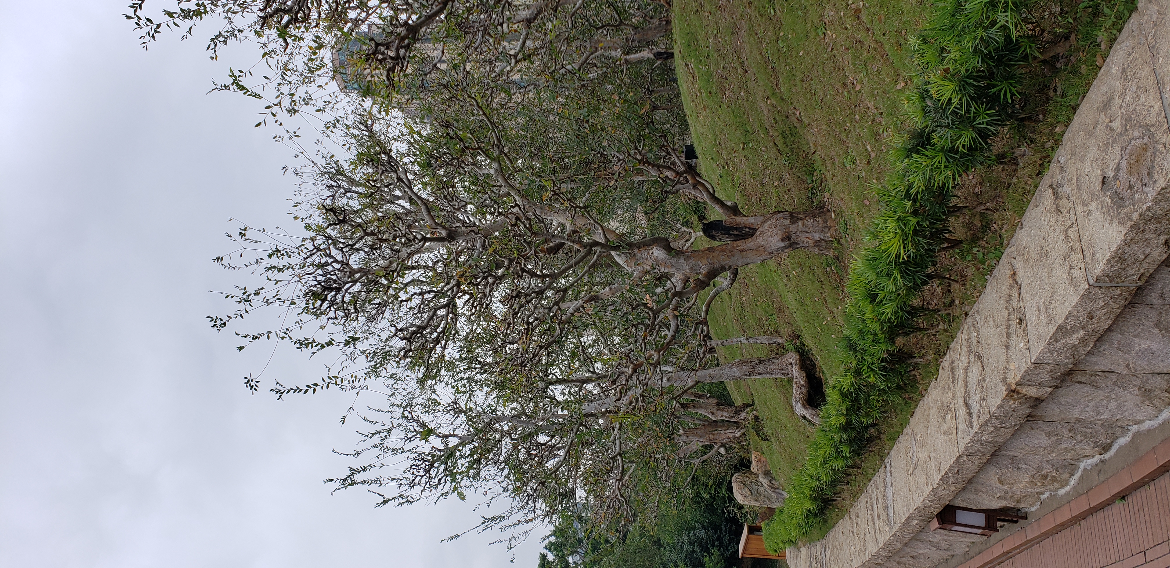 Ulmus pumila plantplacesimage20181214_102816.jpg