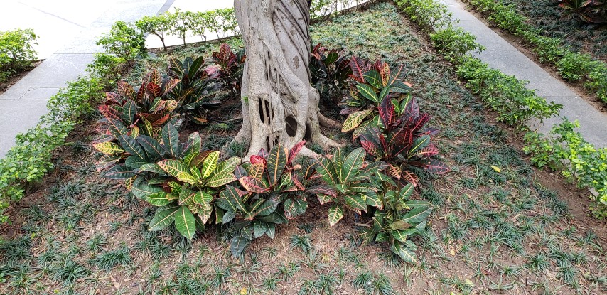 Codiaeum variegatum plantplacesimage20181214_114907.jpg