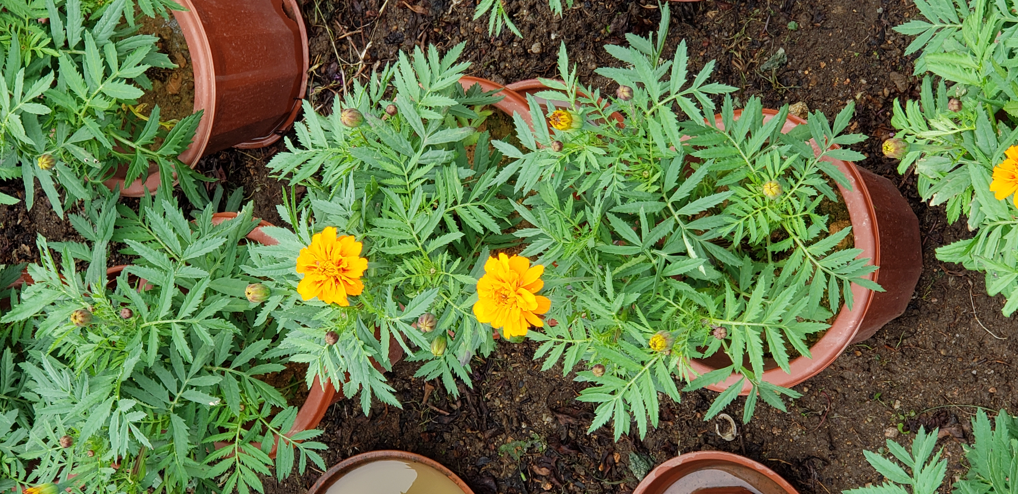 Calendula officinalis plantplacesimage20181214_154644.jpg