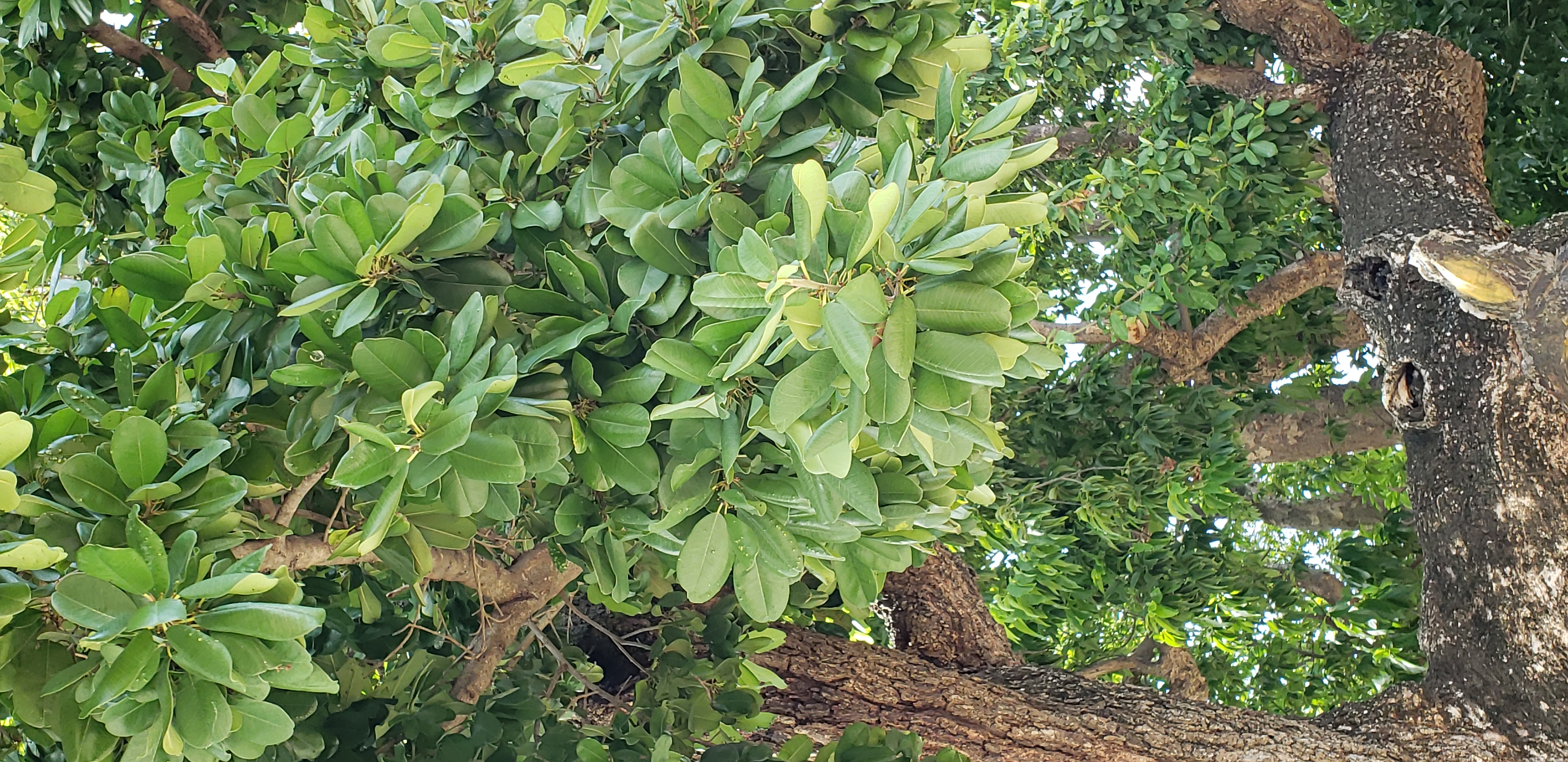 Manilkara hexandra plantplacesimage20181216_123707.jpg