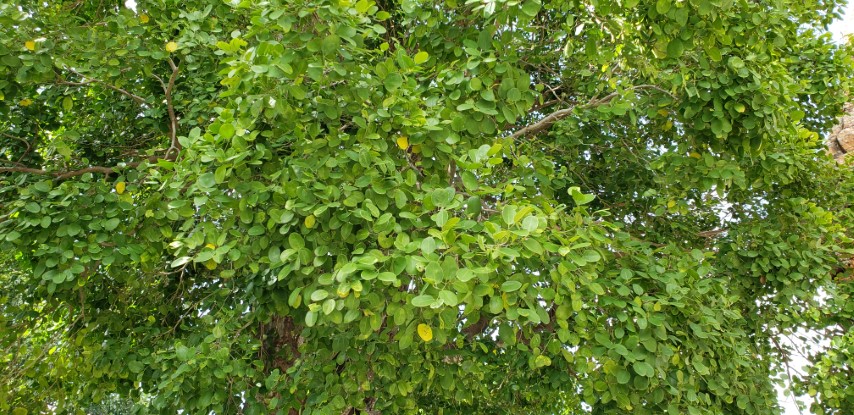 Celtis phillipense plantplacesimage20181216_124037.jpg