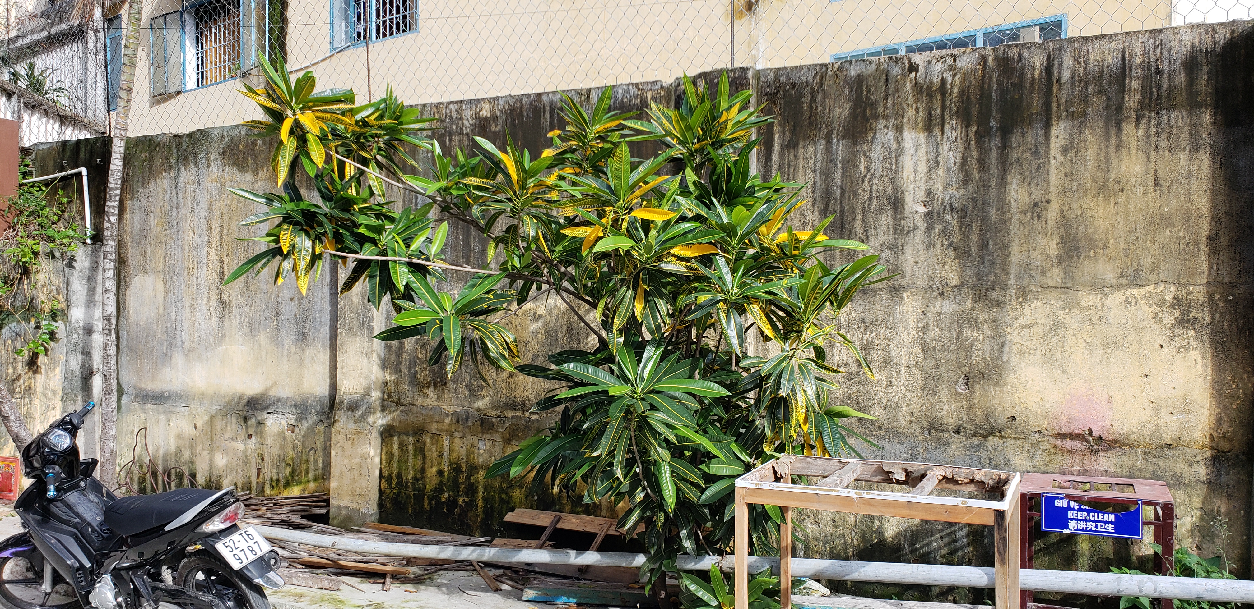 Codiaeum variegatum plantplacesimage20181216_150900.jpg