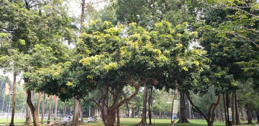 Euphorbia longan plantplacesimage20181217_113049.jpg