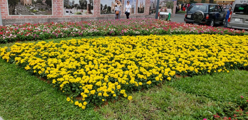 Calendula officinalis plantplacesimage20181217_114321.jpg