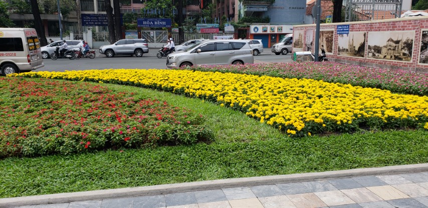 Calendula officinalis plantplacesimage20181217_114333.jpg