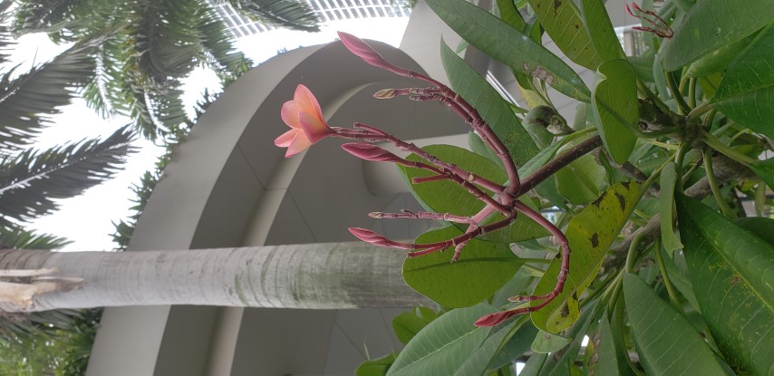 Lagerstroemia floribunda plantplacesimage20181219_111309.jpg